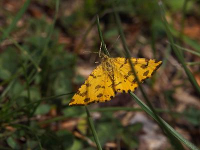 Panthère (La) Pseudopanthera macularia (Linnaeus, 1758)