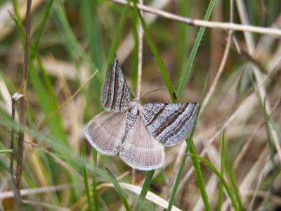 Ortholite rétrécie (L') Scotopteryx coarctaria (Denis & Schiffermüller, 1775)