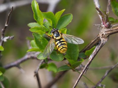  Chrysotoxum cautum (Harris, 1776)