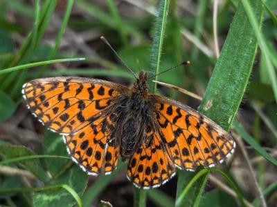 Petite Violette (La), Nacré violet (Le) Boloria dia (Linnaeus, 1767)