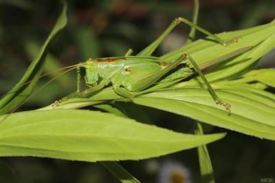Sauterelle cymbalière, Sauterelle chanteuse Tettigonia cantans (Fuessly, 1775)