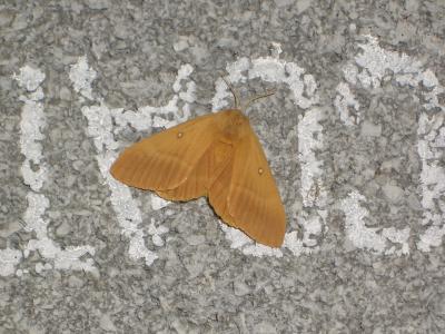 Bombyx du Chêne (Le), Minime à bandes jaunes (Le) Lasiocampa quercus (Linnaeus, 1758)