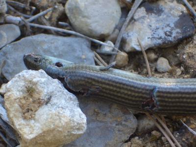 Seps strié Chalcides striatus (Cuvier, 1829)
