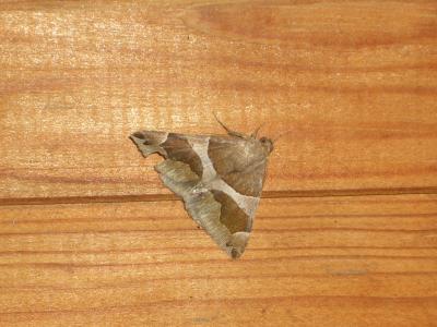 Passagère (La) Dysgonia algira (Linnaeus, 1767)