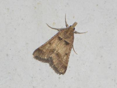  Stemmatophora brunnealis (Treitschke, 1829)