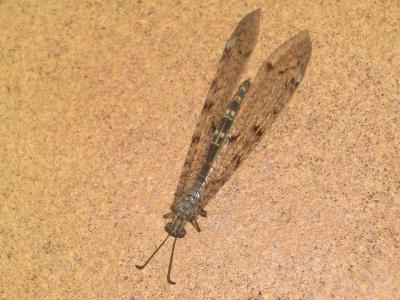 Fourmillion longicorne Distoleon tetragrammicus (Fabricius, 1798)