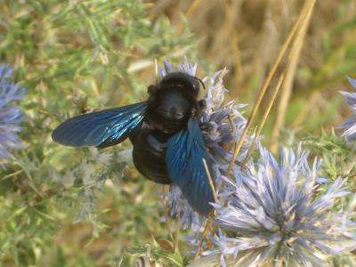 Abeille charpentière, Xylocope violet Xylocopa violacea (Linnaeus, 1758)