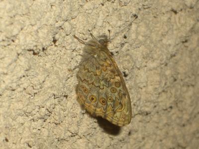 Mégère (La), Satyre (Le) Lasiommata megera (Linnaeus, 1767)