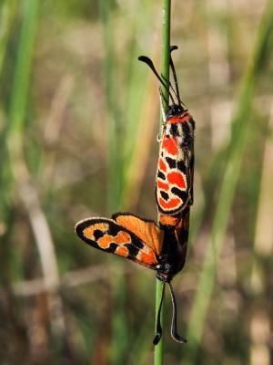 Zygène de la Petite coronille (La) Zygaena fausta (Linnaeus, 1767)