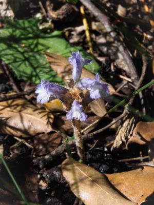 Orobanche rameuse, Orobanche ramifiée Phelipanche ramosa (L.) Pomel, 1874