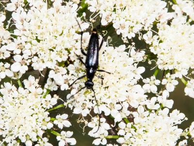 Lepture noir Stenurella nigra (Linnaeus, 1758)
