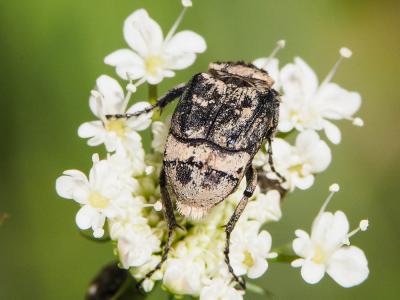 Cétoine punaise Valgus hemipterus (Linnaeus, 1758)