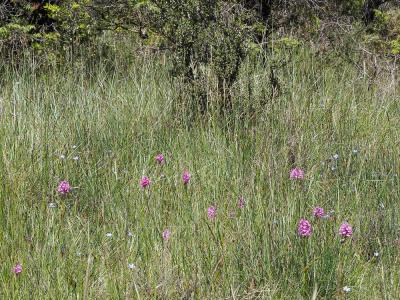 Orchis pyramidal, Anacamptis en pyramide Anacamptis pyramidalis (L.) Rich., 1817