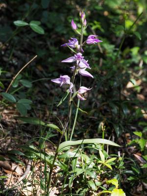 Céphalanthère rouge, Elléborine rouge Cephalanthera rubra (L.) Rich., 1817