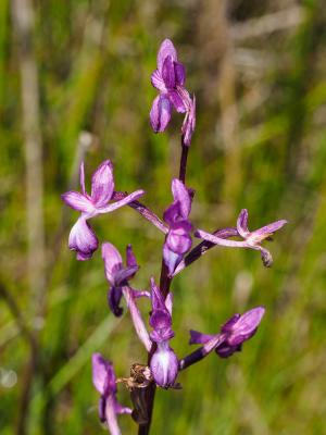Orchis à fleurs lâches Anacamptis laxiflora (Lam.) R.M.Bateman, Pridgeon & M.W.Chase, 1997
