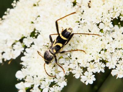 Clyte bélier (Le), Clyte guêpe (Le) Clytus arietis (Linnaeus, 1758)