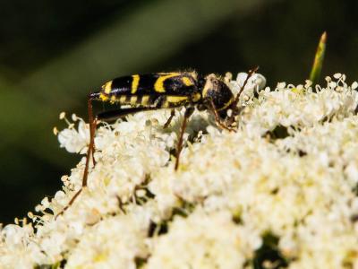 Clyte bélier (Le), Clyte guêpe (Le) Clytus arietis (Linnaeus, 1758)