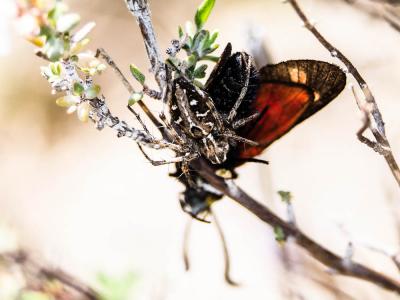 Araignée-lynx Oxyopes heterophthalmus (Latreille, 1804)