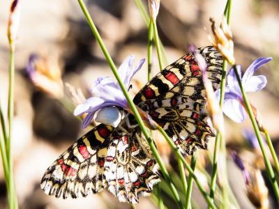 Thomise replet Thomisus onustus Walckenaer, 1805
