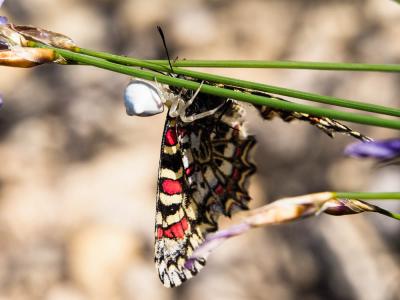 Thomise replet Thomisus onustus Walckenaer, 1805