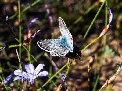 Bleu-nacré d'Espagne (Le) Lysandra hispana (Herrich-Schäffer, 1852)