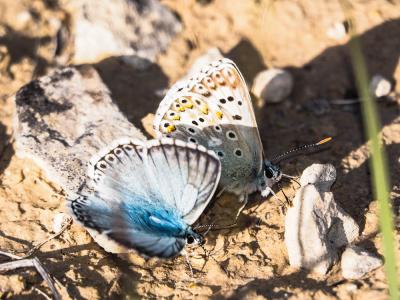 Bleu-nacré d'Espagne (Le) Lysandra hispana (Herrich-Schäffer, 1852)