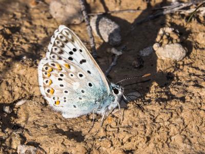 Bleu-nacré d'Espagne (Le) Lysandra hispana (Herrich-Schäffer, 1852)
