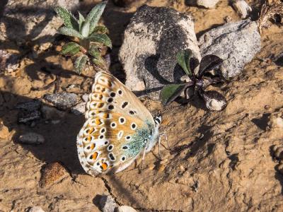 Bleu-nacré d'Espagne (Le) Lysandra hispana (Herrich-Schäffer, 1852)
