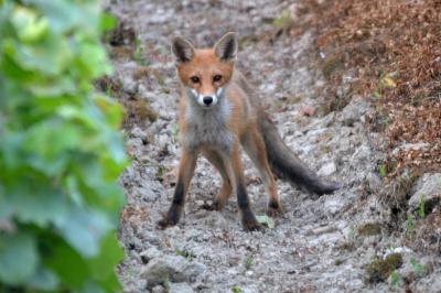 Renard roux Vulpes vulpes (Linnaeus, 1758)