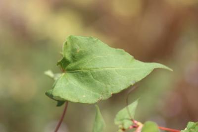 Renouée des haies, Vrillée des buissons Fallopia dumetorum (L.) Holub, 1971