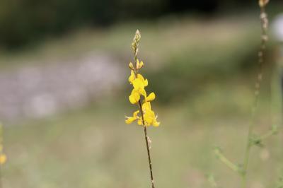 Adénocarpe plié, Adénocarpe changé Adenocarpus complicatus (L.) J.Gay, 1836