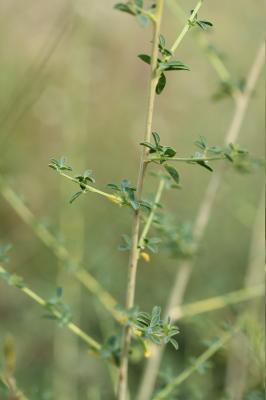 Adénocarpe plié, Adénocarpe changé Adenocarpus complicatus (L.) J.Gay, 1836