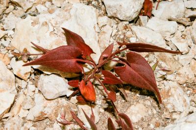 Renouée liseron, Faux-liseron Fallopia convolvulus (L.) Á.Löve, 1970