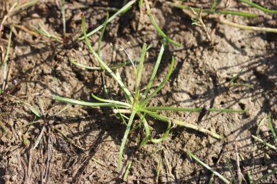 Littorelle à une fleur, Littorelle des étangs Littorella uniflora (L.) Asch., 1864