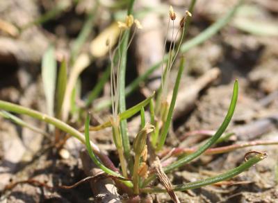 Littorelle à une fleur, Littorelle des étangs Littorella uniflora (L.) Asch., 1864