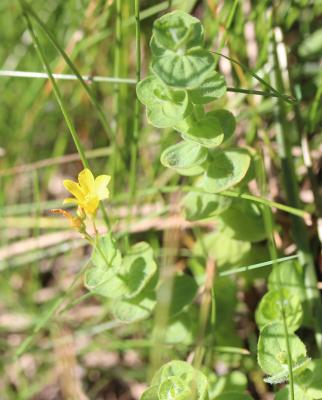 Millepertuis des marais Hypericum elodes L., 1759