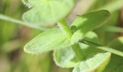 Millepertuis des marais Hypericum elodes L., 1759