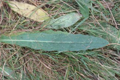 Cirse des prairies, Cirse Anglais, Cirse d'Anglete Cirsium dissectum (L.) Hill, 1768