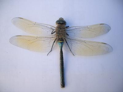 Anax napolitain (L') Anax parthenope (Selys, 1839)