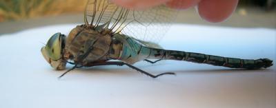 Anax napolitain (L') Anax parthenope (Selys, 1839)