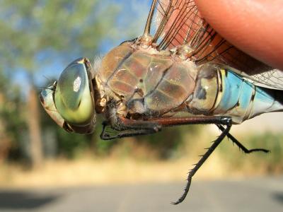 Anax napolitain (L') Anax parthenope (Selys, 1839)