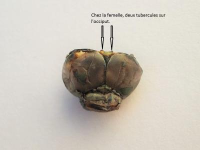 Anax napolitain (L') Anax parthenope (Selys, 1839)