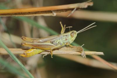 Criquet des mouillères, Criquet des Bromes Euchorthippus declivus (Brisout de Barneville, 1848)