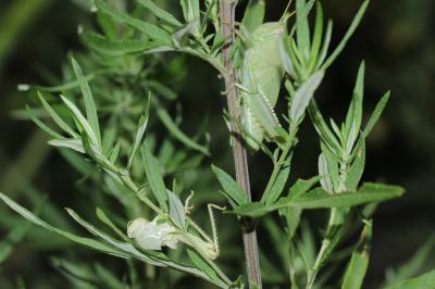 Criquet égyptien Anacridium aegyptium (Linnaeus, 1764)