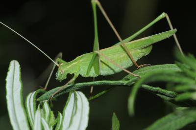 Phanéroptère liliacé,  Phi.lnéroptère feuille-de-l Tylopsis lilifolia (Fabricius, 1793)