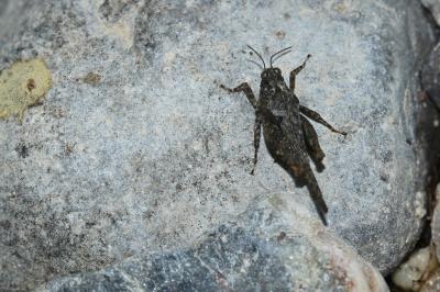 Tétrix des plages, Tétrix méridional Paratettix meridionalis (Rambur, 1838)
