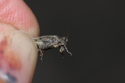 Tétrix des vasières Tetrix ceperoi (Bolívar, 1887)