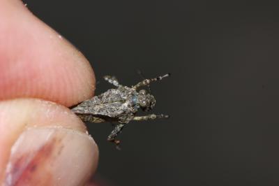 Tétrix des vasières Tetrix ceperoi (Bolívar, 1887)