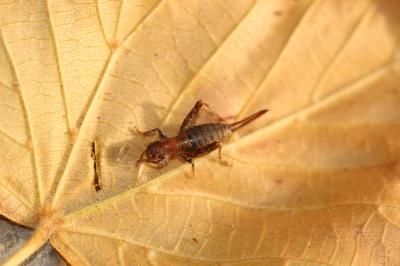 Grillon des Cistes Arachnocephalus vestitus Costa, 1855