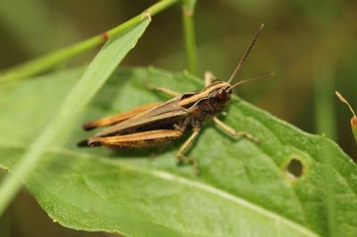 Criquet noir-ébène Omocestus rufipes (Zetterstedt, 1821)